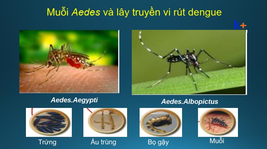 Cảnh báo dịch Sốt xuất huyết Dengue.
