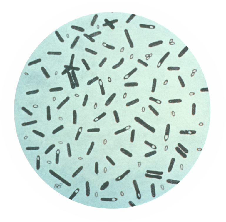 Clostridium botulinum và ngộ độc thịt.